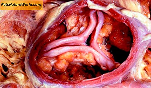 Aorta stenose hos hunde