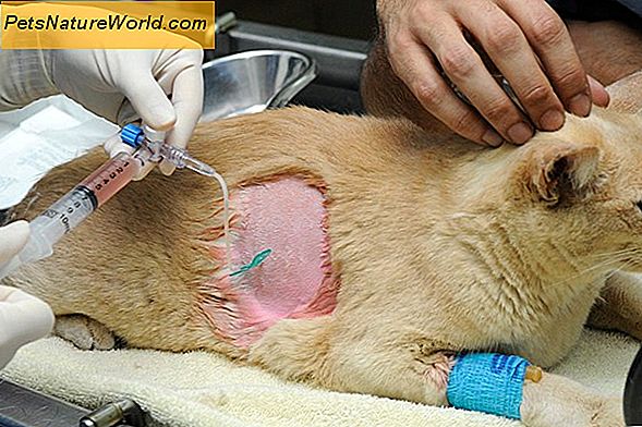 Feline Lung Cancer Cancer Diagnose