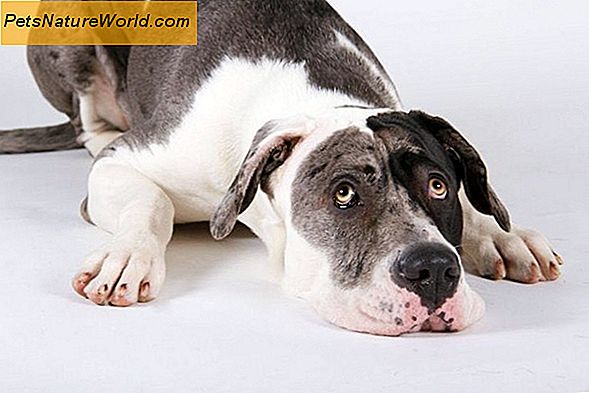 Diagnose von Morbus Addison bei Hunden