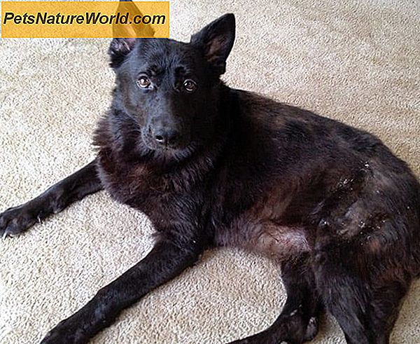 Dog Cushings sjukdom Behandling med Canine Supraglan