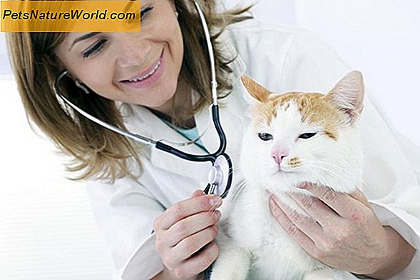 Feline hypothyroidism Symptomer
