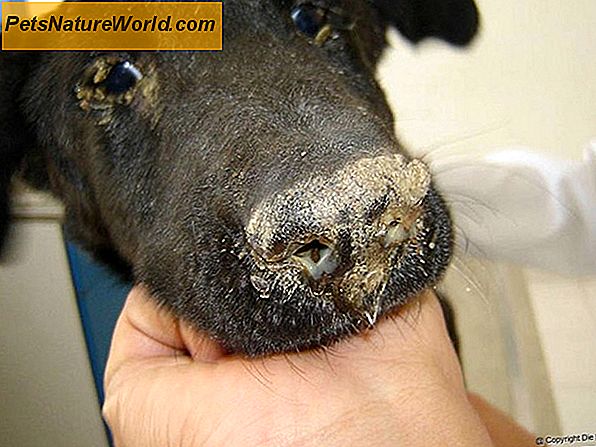 Canine Distemper Vaccinatieschema