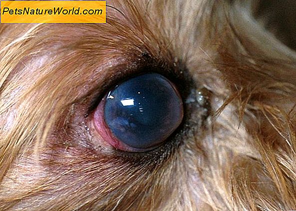 Canine Infection Behandling med Cipro antibiotikum til hunde