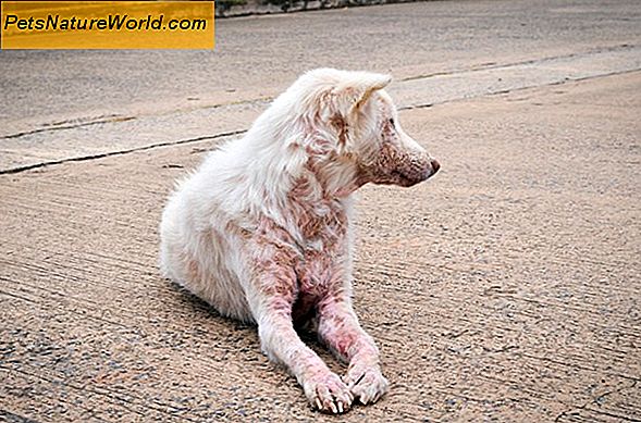 Canine Sporotrichosis Behandling med itraconazol