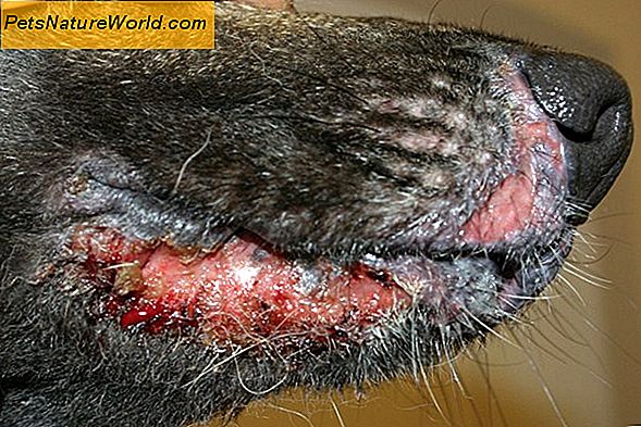 Canine Staph infektion Behandling med clavulansyre