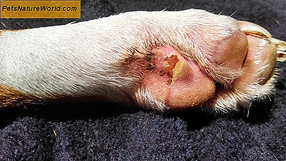 Dog Paw Infektion