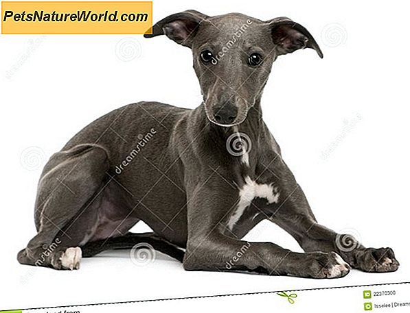 Hundemischungsidentifikation durch DNA-Tests