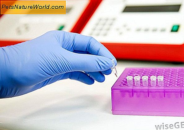 PCR-Test für Hunde-Herpes