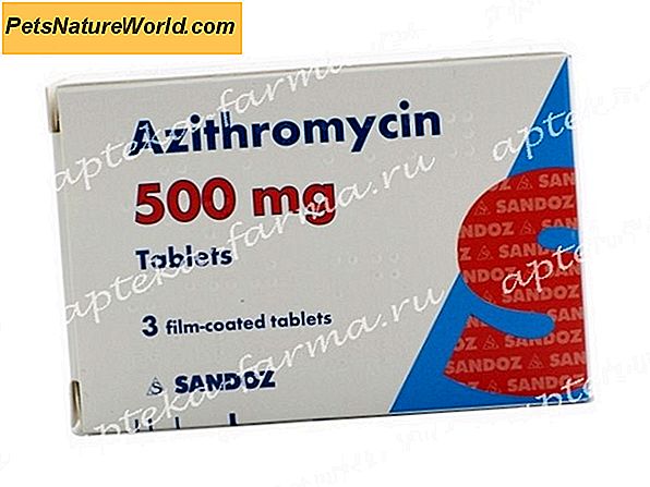 Azithromycin til katte