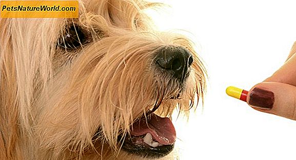 Canine Medications for skjoldbruskkirtler Problemer