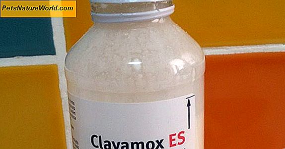 Bivirkninger av Clavamox for katter