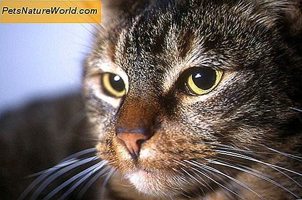 Er Predinisone for katte årsag til diabetes?