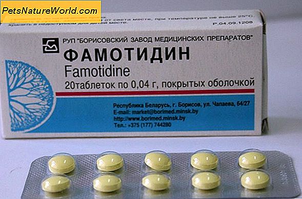 Famotidin-Nebenwirkungen bei Katzen