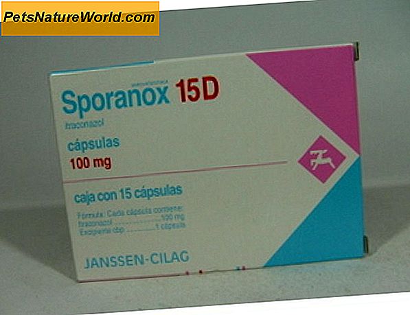 Sporanox (itraconazol) til katte