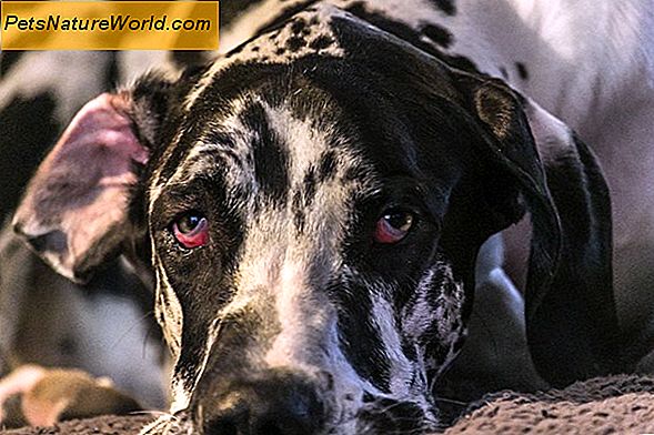 Tobradex oční kapky pro psy