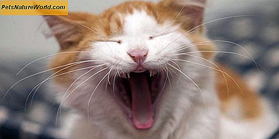 Behandling af kat irritabel tarmsygdom med panacur