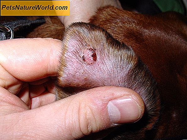 Canine Ear Infection Behandling med Zymox Otic