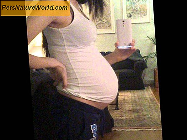 Hundeschwangerschaftstest