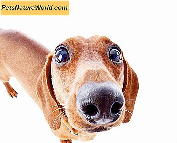 Hund Tannbehandlinger: Hvorfor de er så viktige