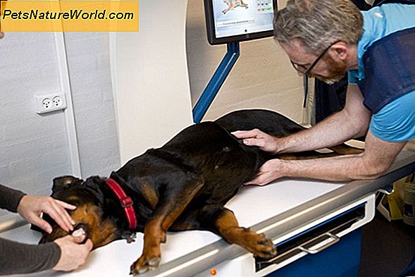 Diagnostisering af allergi til hunde 'Spyt