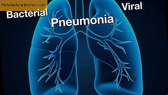 Virus vs bakterielle Pneumonie bei Hunden