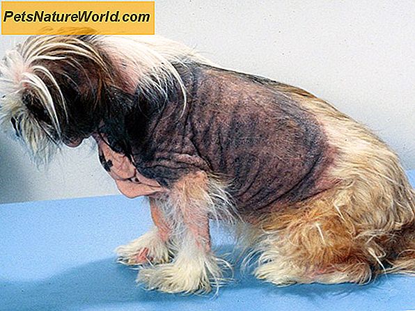 Canine Alopecia Behandlingsmuligheder