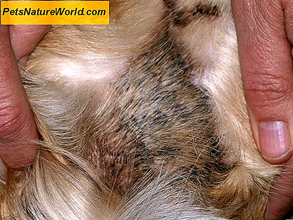 Hundeekzem: feuchte Dermatitis bei Hunden