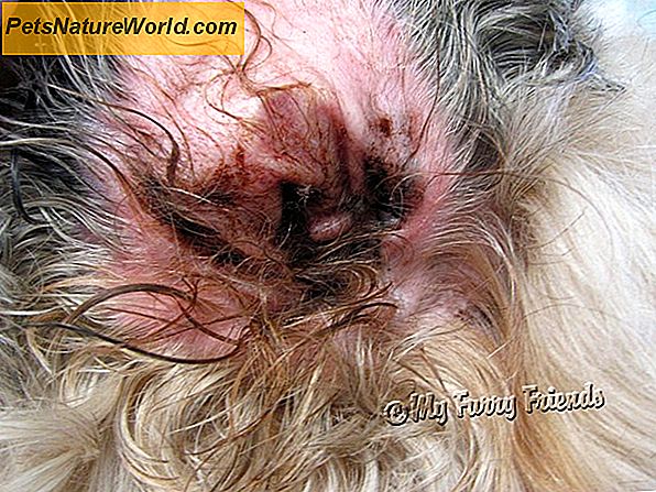 Canine Skin Problemer: Healing Udslæt