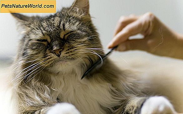 Cat Hairball Remedies Sammenlignet
