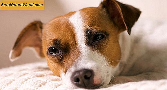 Dermatologi og hunde: Hudproblemer undersøgt