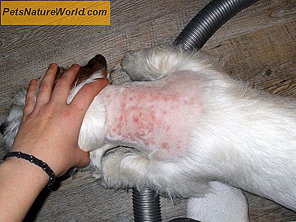 Hur man behandlar allergisk dermatit hos hundar