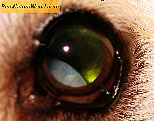 Dog Cataract Surgery Förklarade