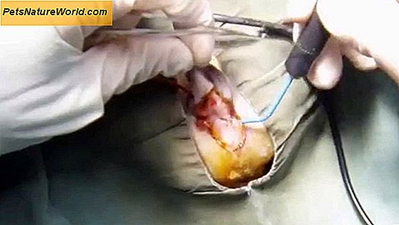 Feline perineal uretrostomi: Kirurgisk behandling af FLUTD