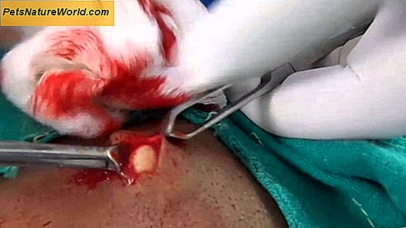 Sebaceous Cyst Removal for Hunde