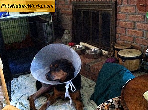 Beschleunigen Canine ACL Surgery Recovery