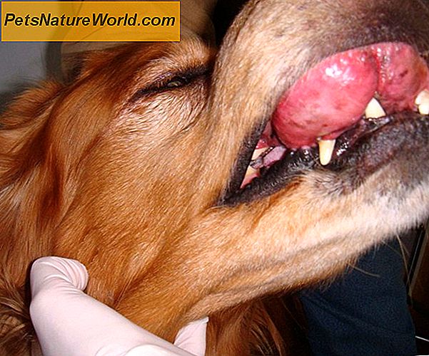 Symptomer på canine hudkræft