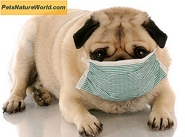 Cat influenza symptomer hos hunde