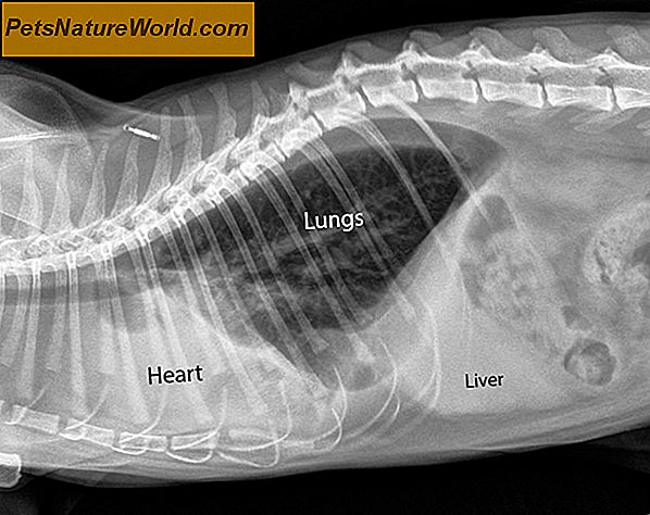 Diagnose Feline IBD: Irritabel tarmsygdom hos katte