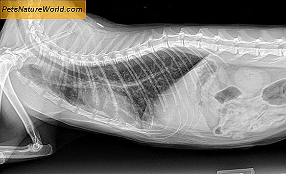 Feline Astma Diagnose med Bronchoalveolar Lavage (BAL) Testing