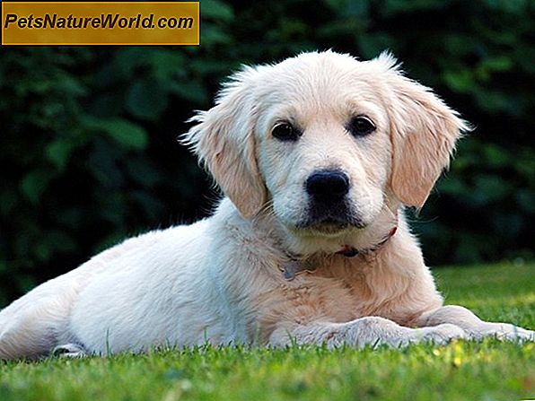 Puppy med kennel Hoste: Forhindre spredning af infektion