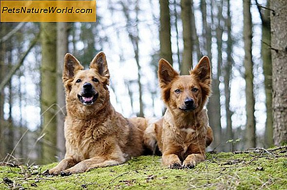 Hund / Hund Træningstips ved hjælp af positiv forstærkning