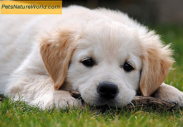 Goniodysgenese-relateret glaukom hos hunde