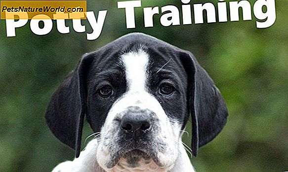 Housebreaking Tips fra Pet Dog Trainers