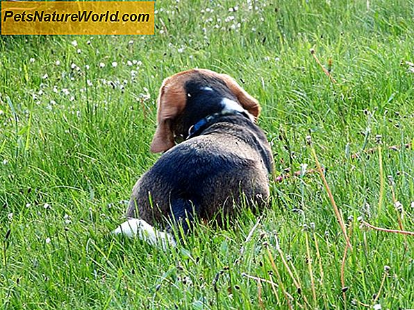 Tips til træning Beagle hunde