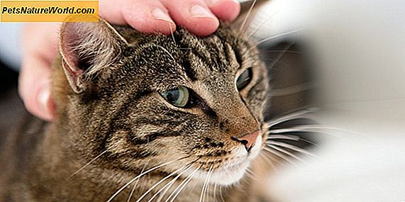 Symptomer på hyperparathyroidism hos katter