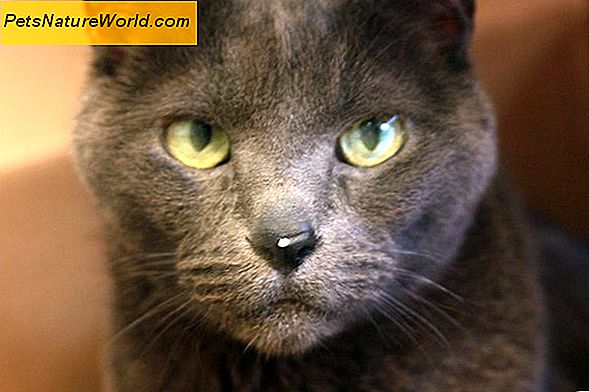 Feline CRF: Kronisk nyresvigt hos katte