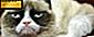 Jährliche Cat Booster Shots: Sind sie notwendig?
