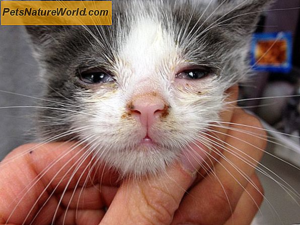 Feline Distemper Complex Vaccinationer