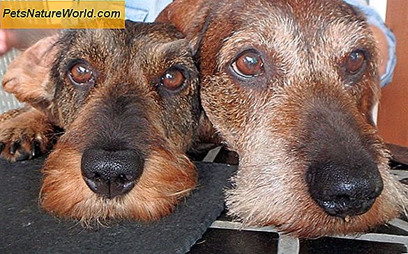Behandling af kennelhoste med en Bordetella Vaccine til hunde