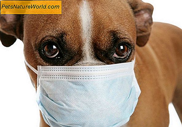 Hunde-Grippesymptome